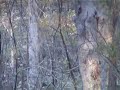 sambar-deer.html