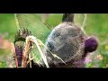 GAIA  --  Mother Earth   ( Föld anyánk )