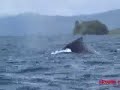 Whales watching At Nuqui Colombia with El Cantil Ecolodge