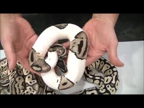 YouTube reptile video