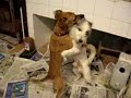 dança dos cachorrinhos dança dos cachorrinhos