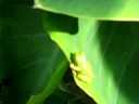 Garden Frog Garden Frog