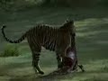 Wild Dogs Kill Tigers & Leopards