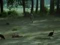 Dholes - Wild Dogs Kill Tigers & Leopards
