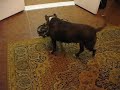 American staffordshire terrier Kameliya: cognitive skills.
