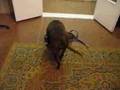 American staffordshire terrier Kameliya: cognitive skills.