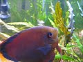 discus egg hatched, mom moving baby
