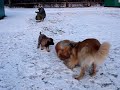 Leonberger ; 3 januari ,middag (2)