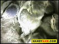 Blue tit camera nest box story 2008 - Clip 14 - Handykam.com