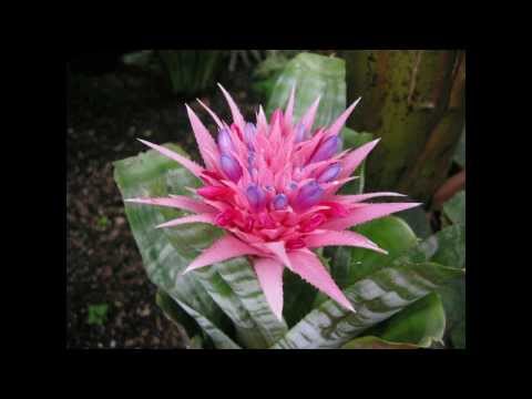 how to transplant bromeliads
