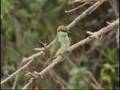 Forest Birds of Sri Lanka