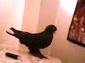 Turkish Tumbler Pigeon