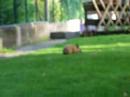lapine