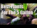 Aquarium Plants For 5 Gallon Tank