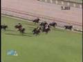 (素人撮り14)毎日王冠