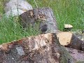 Zwarte Roodstaart Phoenicurus Ochruros Zwarte Roodstaart Phoenicurus Ochruros
