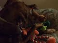 Anaie and the dog toys