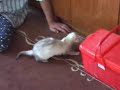Kolonok (siberian weasel) vs Ferrets :)
