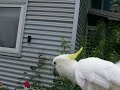 flying training.. cockatoo.. flying training.. cockatoo..
