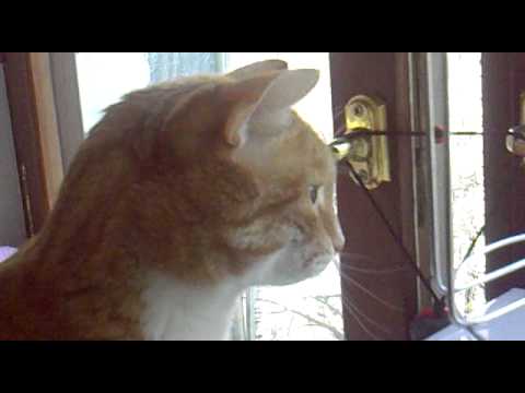 YouTube Трейлер