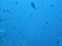 Kohki in Maldives 2008（sharks' hunting )