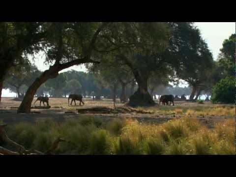 720p - Natural World BBC HD 720p 2012 http://www.bbcmotiongallery.com/
