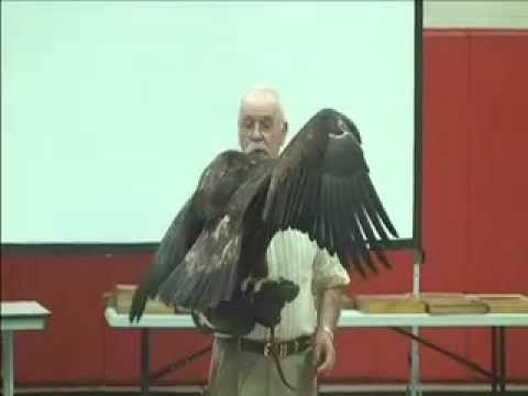golden eagle