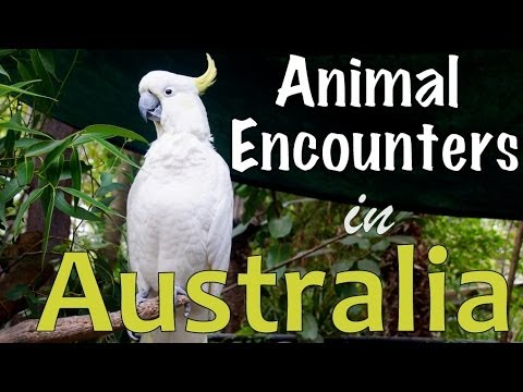 Australian Animal Encounters Australian Animal Encounters
