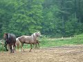 Playing tag w/our Horses
