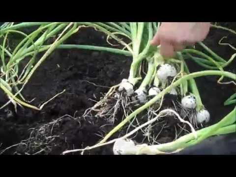 how to harvest spring onion