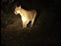 with video