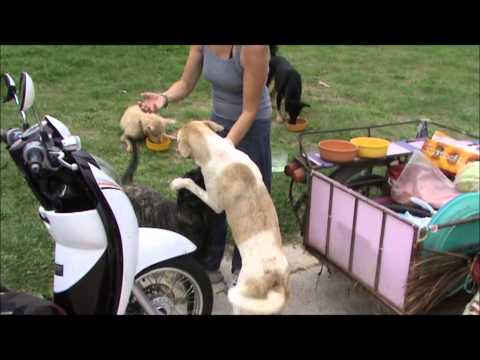 how to care stray animals