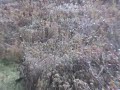  hunting deer whitetail spike horn