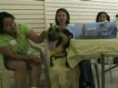 adoptathon