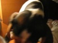 how-dunkin-the-beagle-keeps-america-running.html