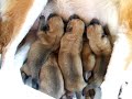 bébé shiba bébé shiba