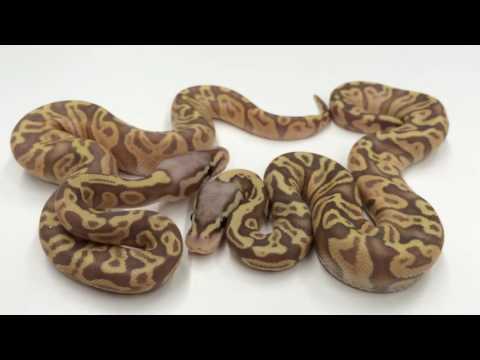 YouTube reptile video