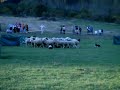 Perros pastores de ovejas