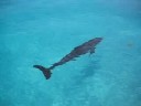 SHARK?