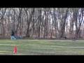 videos de Beagle Jenny - Boot Camp Training Graduate