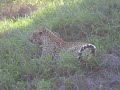 Video - Leopard and Hare 2.AVI Video - Leopard and Hare 2.AVI