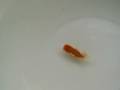 Junior Class Fish Hub Comp 08 - Part 2