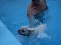 Bulldogue Aquático
