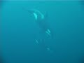 KILLERS WHALES NORVEGIA