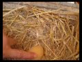 Un oeuf sans coquille - an egg without the shell