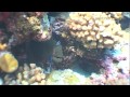 Dive Explorer, Versoix, Genf; Tauchsport-Geschäft und Tauch-Ferien: FREIZEIT & SPORT: SCHWEIZ