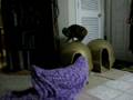 videos de Tater ghost
