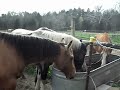 Click here to watch this video ~Wild Ones~