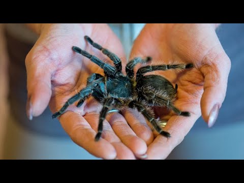 London/Großbritannien: Training im Zoo London (ZSL) - So geht’s der Spinnenphobie an den Kragen