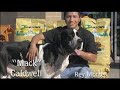 Zamzows greatest American Dogs Zamzows greatest American Dogs
